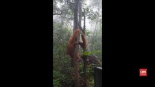 VIDEO: Orang Utan Tapanuli DIlepasliarkan