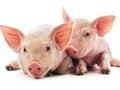 Daging Babi Paling Untung dari Kesepakatan Dagang AS-China