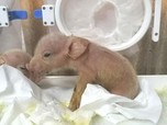 Bukan Babi Mutan, China Ciptakan Babi Monyet
