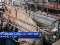 Harga Daging Babi di China Meroket