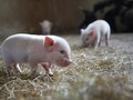 Chimera, Spesies Babi-Monyet Pertama Dunia Lahir di China