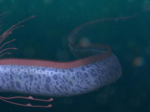Mengenal Ikan Naga Laut, Penghuni Laut yang Kemunculannya Diliputi Mitos