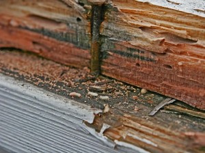 Rayap Diam-diam Gerogoti Benda Kayu di Rumah, Ini Jurus Basminya