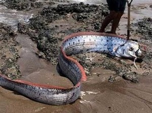 Ikan Kiamat Mati Terdampar di Pantai, Pertanda Apa?