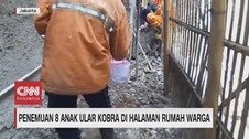 VIDEO: Geger Penemuan 8 Anak Ular Kobra di Halaman Rumah