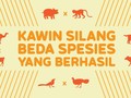 INFOGRAFIS: Hewan Unik Hasil Kawin Silang Beda Spesies