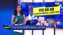 Dear Netizen, Yes or No Ekspor Benih Lobster?