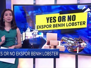 Dear Netizen, Yes or No Ekspor Benih Lobster?
