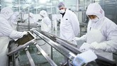 Kaluga Queen memiliki 300 karyawan yang menjaga sekitar 200 ribu ekor Ikan Sturgeon. (Photo by WANG ZHAO / AFP)