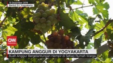 VIDEO: Melihat Uniknya Kampung Anggur di Yogyakarta
