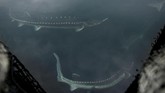 Sebagian besar produksi kaviar China berasal dari danau indah yang dikelilingi pegunungan di Provinsi Zhejiang timur. Perusahaan Queen Kaluga menjadi pemimpin pasar Kaviar. (Photo by WANG ZHAO / AFP)