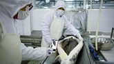 Merek ini dibuat pada tahun 2005 oleh para ahli yang bekerja untuk kementerian pertanian dan sekarang memproduksi lebih dari sepertiga kaviar dunia, menjadikan Cina pemimpin global. (Photo by WANG ZHAO / AFP)