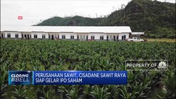 Cisadane Sawit Raya Siap Gelar IPO Saham