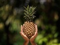 6 Manfaat Tak Terduga dari Nanas