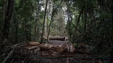 Kondisi Hutan Tropis Amazon saat ini menjadi perhatian besar banyak pihak, terutama soal kerusakan lingkungan. (AP Photo/Leo Correa)