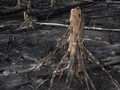 Peneliti Temukan Jejak Hutan Hujan Kuno di Antartika