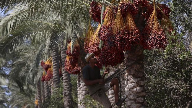 Biji Kurma Berusia 2.000 Tahun Berhasil Tumbuh Lagi