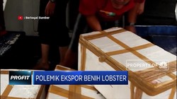 Polemik Ekspor Benih Lobster