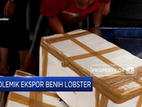 Polemik Ekspor Benih Lobster