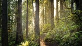 Redwood National and State Park di California menjadi salah satu habitat pohon-pohon purba yang tinggi dan besar di dunia. Taman nasional ini dijadikan lokasi syuting Planet Endor tempat Ewoks bermukim. (Istockphoto/HadelProductions)