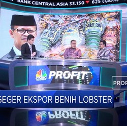 Ekonom: Larangan Ekspor Benih Berhasil Dorong Ekspor Lobster