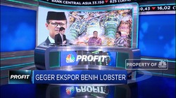 Ekonom: Larangan Ekspor Benih Berhasil Dorong Ekspor Lobster