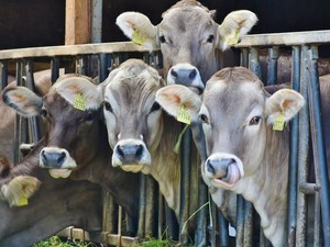 5 Fakta Tradisi Marbinda, Gotong Royong Sembelih Hewan Suku Batak Toba