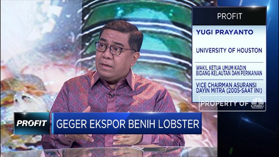 Rencana Menteri KKP, Edhy Prabowo yang akan membuka keran ekspor benih lobster tengah menuai polemik