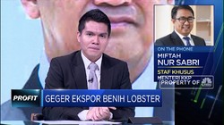KKP Akan Buka Keran Ekspor Benih Lobster, Ini Kata Stafsus