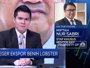 KKP Akan Buka Keran Ekspor Benih Lobster, Ini Kata Stafsus