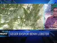 Ini Alasan Kadin Dukung KKP Buka Keran Ekspor Benih Lobster