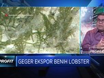 Ini Alasan Kadin Dukung KKP Buka Keran Ekspor Benih Lobster