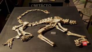 VIDEO: Fosil Raja Karnivora Sebelum T-rex Ditemukan di Brazil