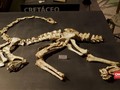 VIDEO: Fosil Raja Karnivora Sebelum T-rex Ditemukan di Brazil