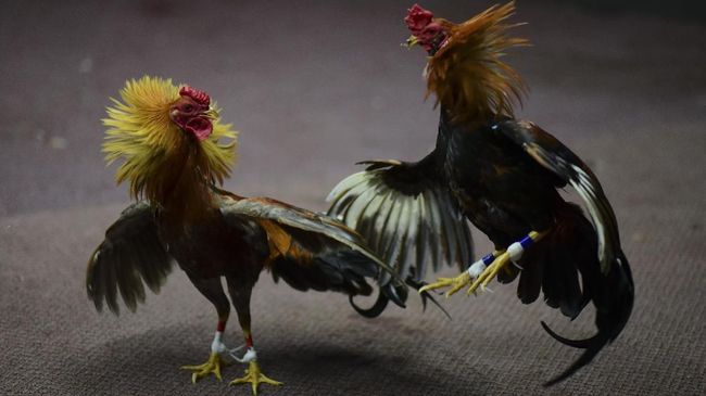 Pria Tewas Setelah Diserang Ayam Aduan Peliharaan