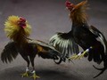 Puerto Rico Melegalkan Tradisi Sabung Ayam