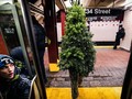 FOTO: Manusia Pohon Natal Hebohkan Liburan New York