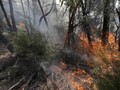 Korban Karhutla Australia Dievakuasi Lewat Jalur Laut