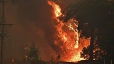Karhutla juga telah menghanguskan sekitar 3 juta hektar lahan selama beberapa bulan terakhir, menghancurkan 800 rumah penduduk, serta menyebabkan 6 orang meninggal dunia. (Mick Tsikas/AAP Images via AP)