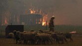 Kejadian karhutla ini menjadi yang terparah di New South Wales sejak 2013. Membuat suhu udara di Sydney Tengah mencapai 39 derajat Celcius. Sementara suhu di kawasan pinggiran kota yang terbakar mencapai 42 derajat Celcius. (Dean Lewins/AAP Images via AP)