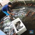 Ssst! Gurihnya Uang Triliunan Bisnis Benih Lobster