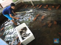 Ssst! Gurihnya Uang Triliunan Bisnis Benih Lobster