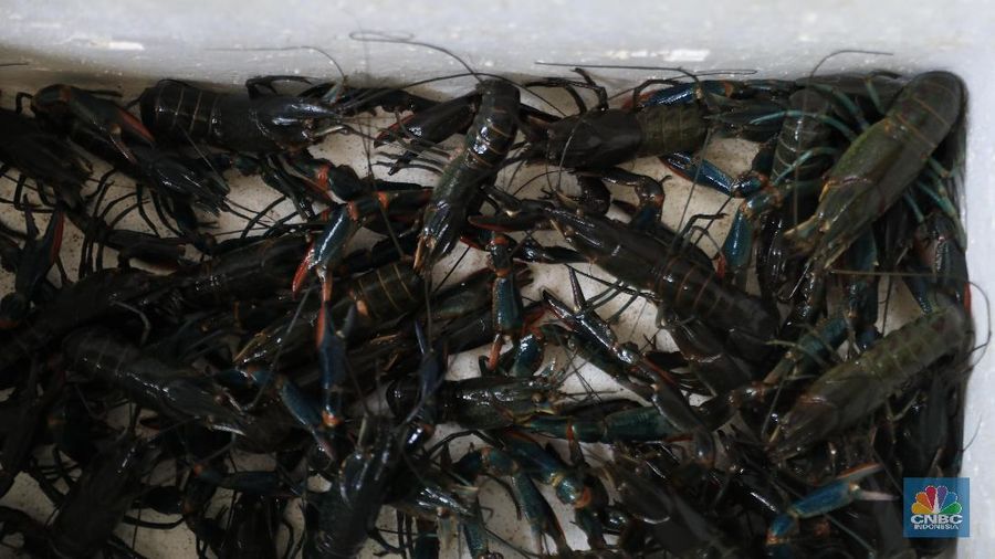 Budi daya lobster itu berada di Tangerang Selatan, Banten.