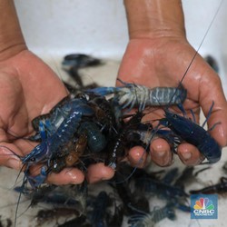 Kebangetan! Ekspor Dibuka, 'Bayi' Lobster Masih Diselundupkan