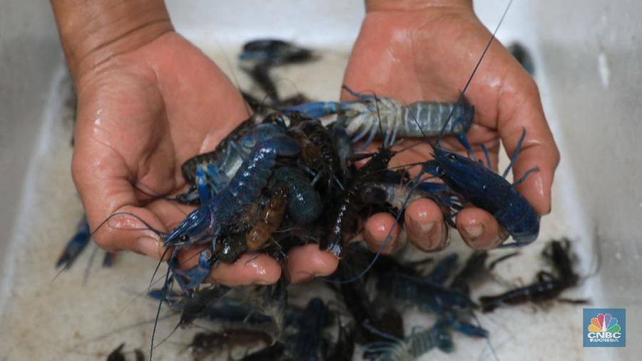Budi Daya lobster Air Tawar Tangerang (CNBC Indonesia/Tri Susilo)