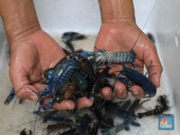 Budi Daya Lobster ini Cuan Rp 45 Juta/Bulan, Mau Coba?