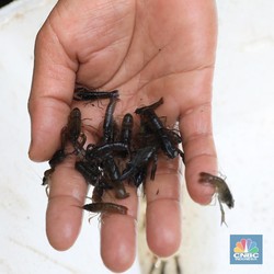 Ekspor Benih Lobster Tembus Rp 1 T di Zaman Edhy Prabowo