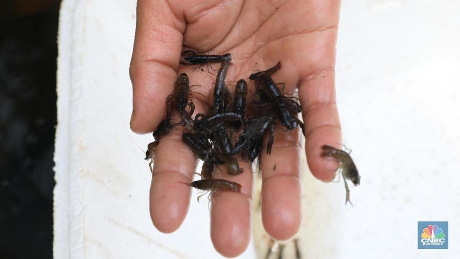 Budi Daya lobster Air Tawar Tangerang (CNBC Indonesia/Tri Susilo)