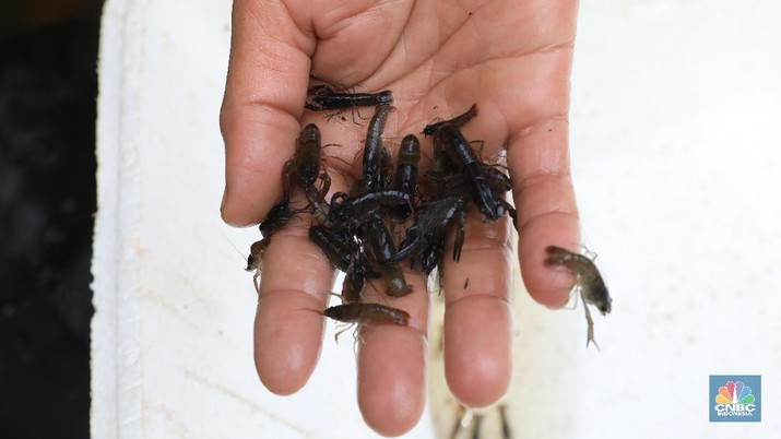 Budi Daya lobster Air Tawar Tangerang (CNBC Indonesia/Tri Susilo) Budi Daya lobster Air Tawar Tangerang (CNBC Indonesia/Tri Susilo)