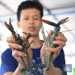 Ekspor Bibit Lobster Terus Heboh, Susi Pudjiastuti Buka Suara